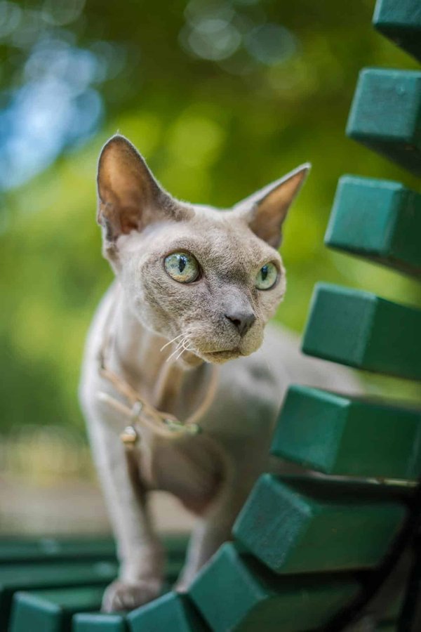 Quels sont les bienfaits de la taurine pour un chat de race Sphynx ?