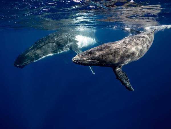 Quels sont les impacts du bruit des activités humaines sur la communication des baleines?