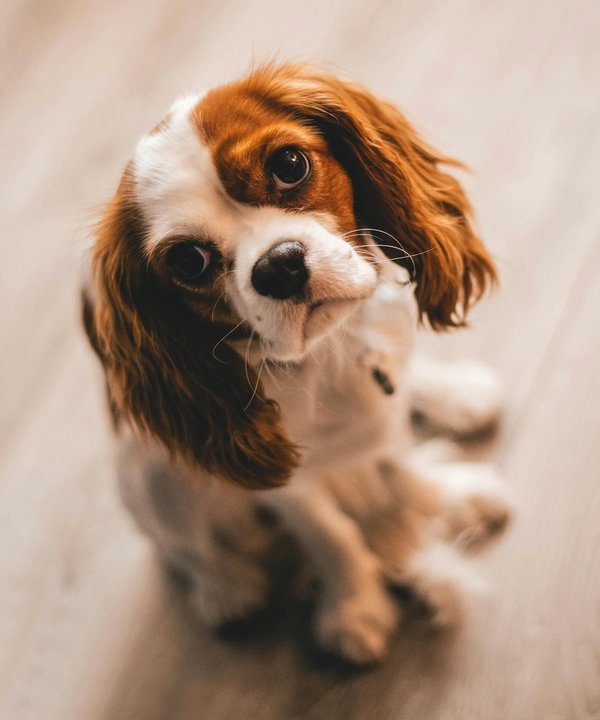 Comment réduire l'anxiété de séparation chez un chien de race Cavalier King Charles Spaniel?